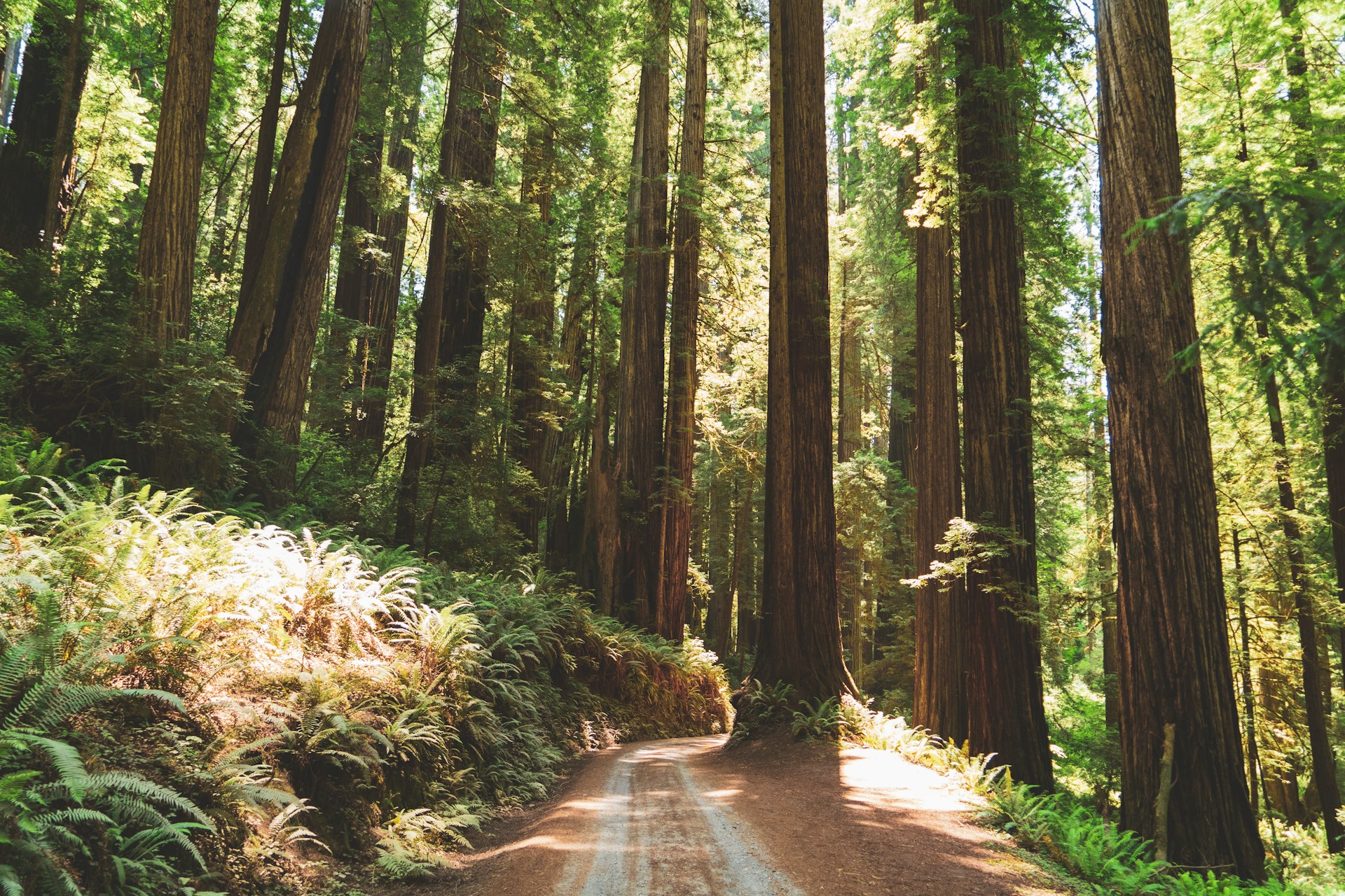 emergency restoration services in Northern California near the redwood forests